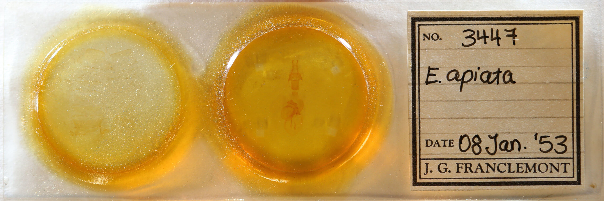 genitalia view of adult Epiglaea apiata