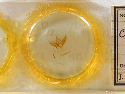 slide view of adult Cucullia mcdunnoughi