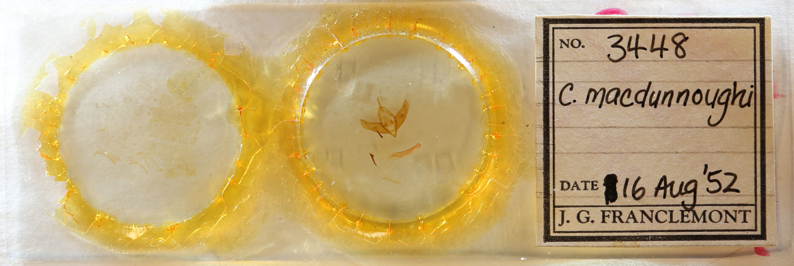 slide view of adult Cucullia mcdunnoughi