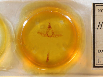 slide view of adult Hagapteryx admirabilis