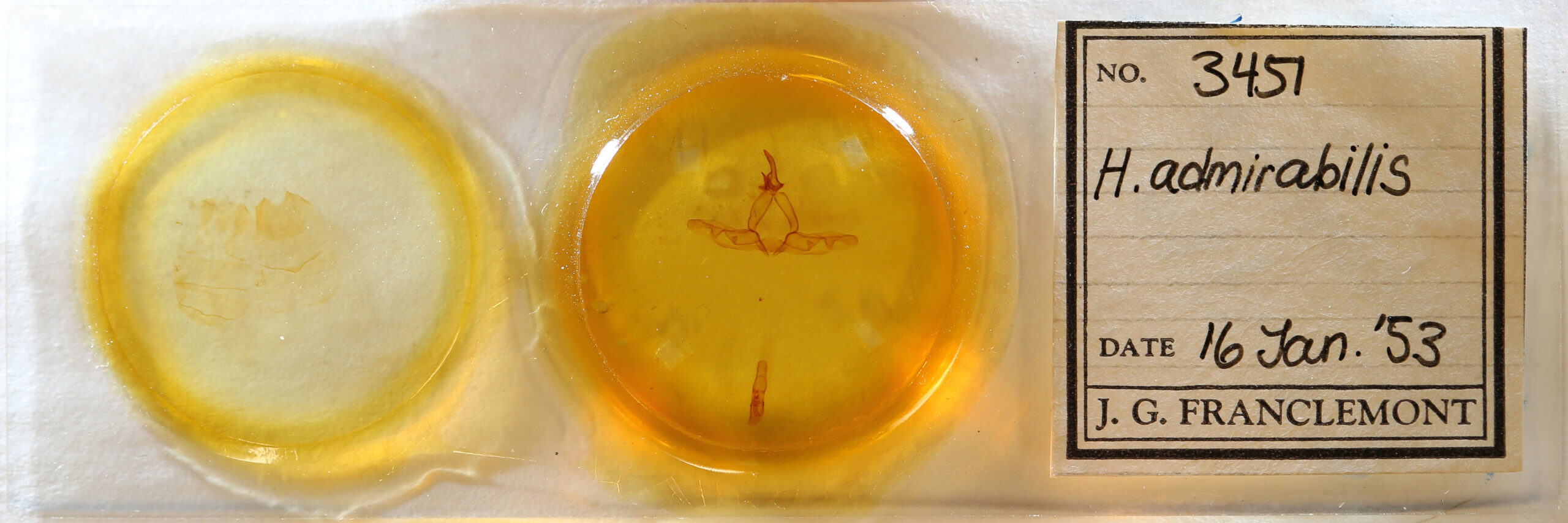 slide view of adult Hagapteryx admirabilis