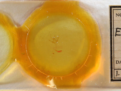 slide view of adult Emariannia cucullidea