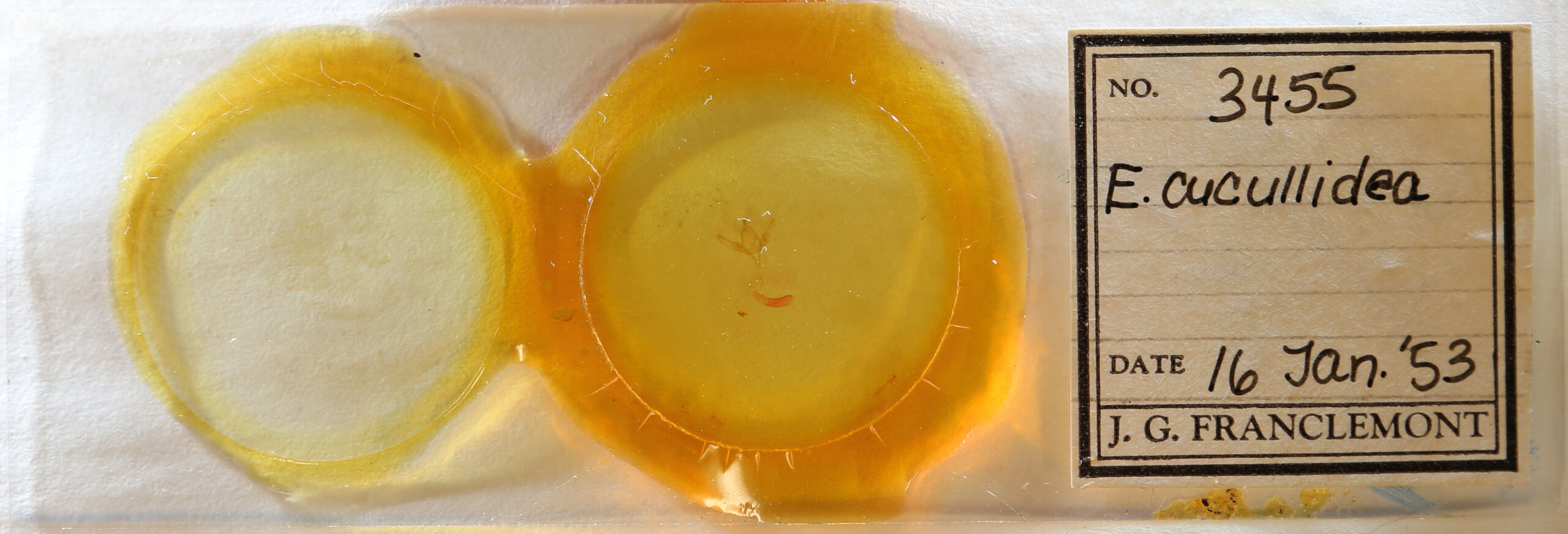 slide view of adult Emariannia cucullidea