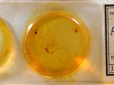 slide view of adult Pleromelloida arizonata