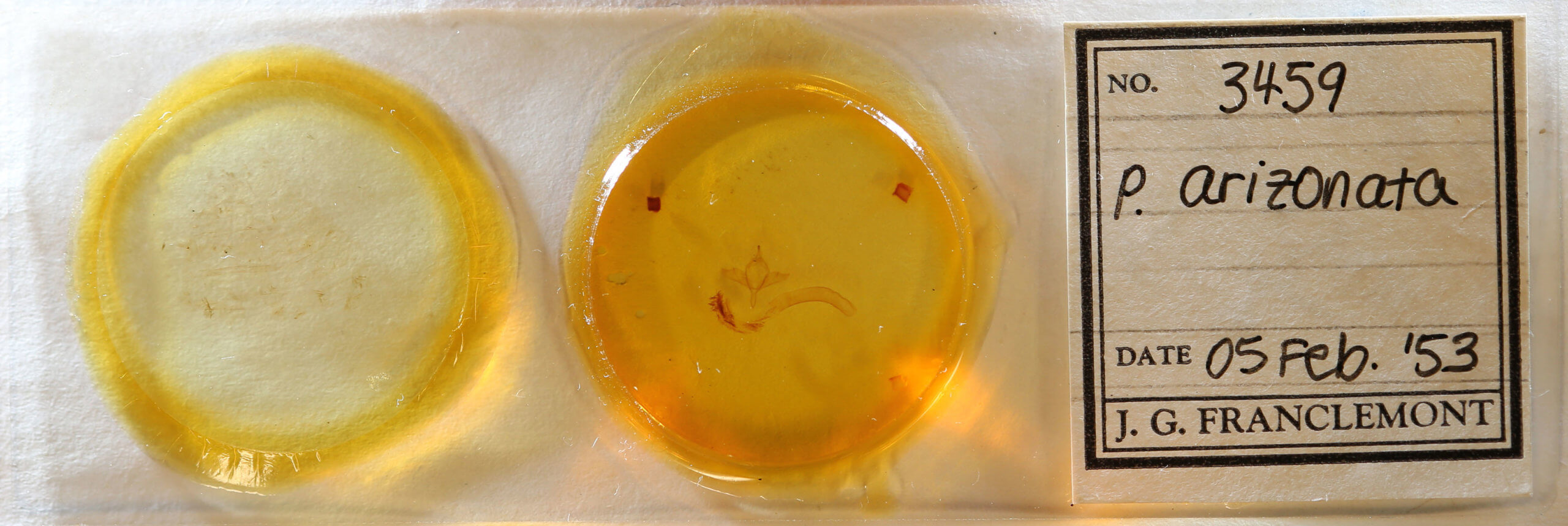 slide view of adult Pleromelloida arizonata