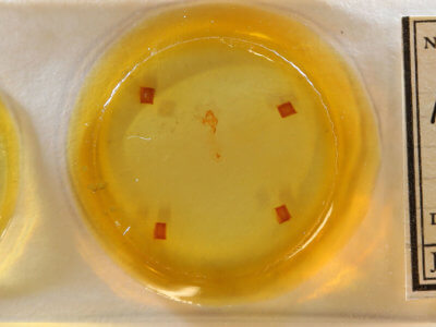 slide view of adult Meganola fuscula