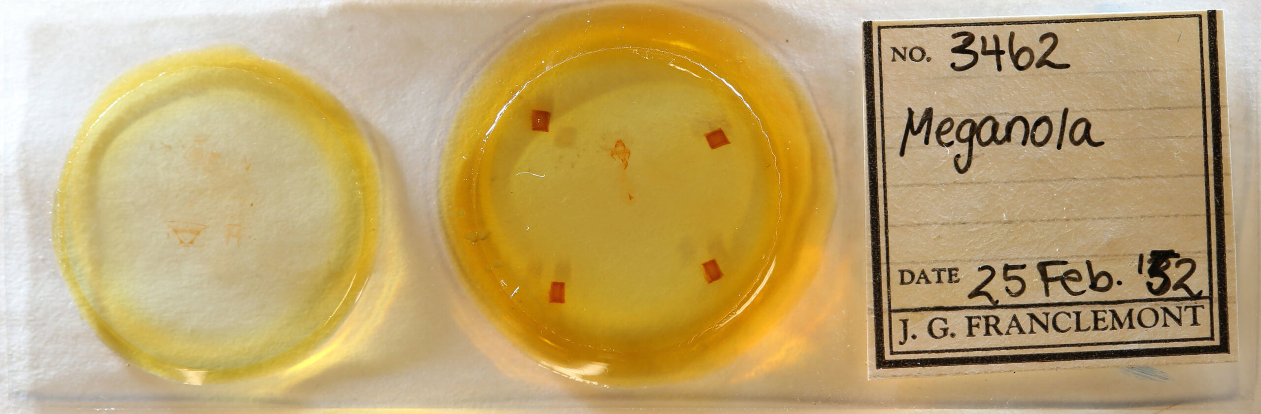 slide view of adult Meganola fuscula