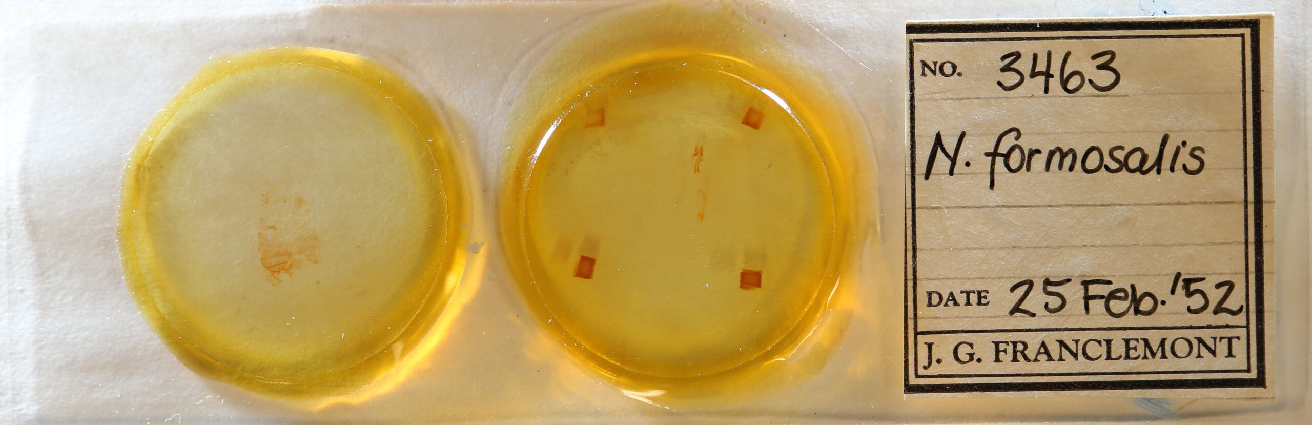 slide view of adult Nigetia formosalis