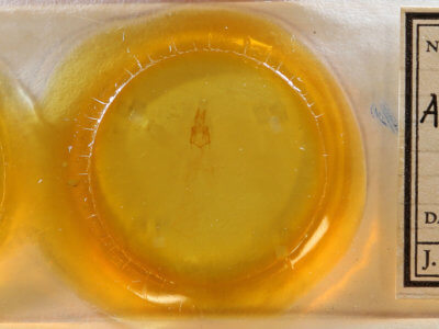 slide view of adult Feltia subterranea