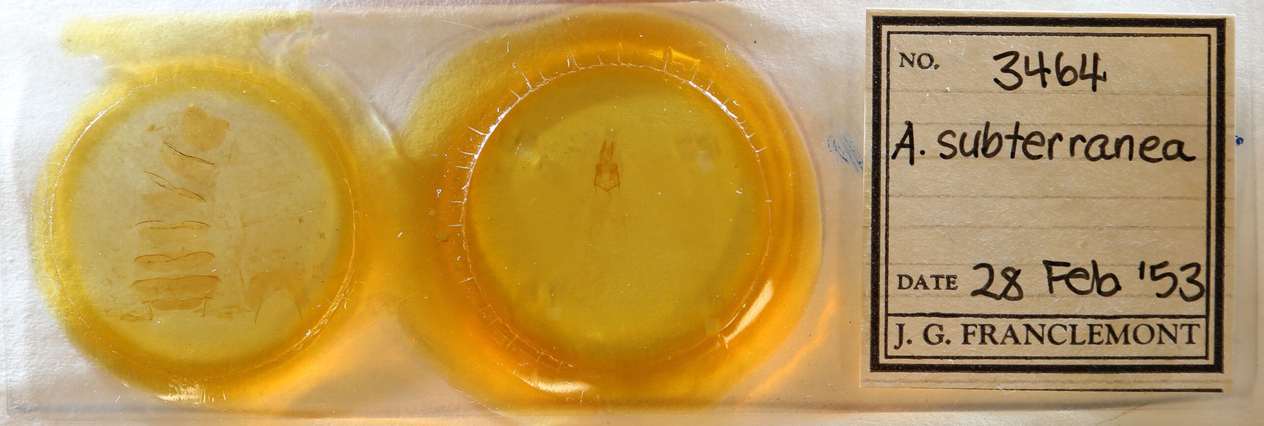 slide view of adult Feltia subterranea