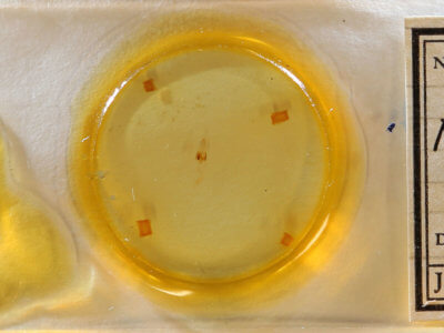 slide view of adult Nola cilicoides