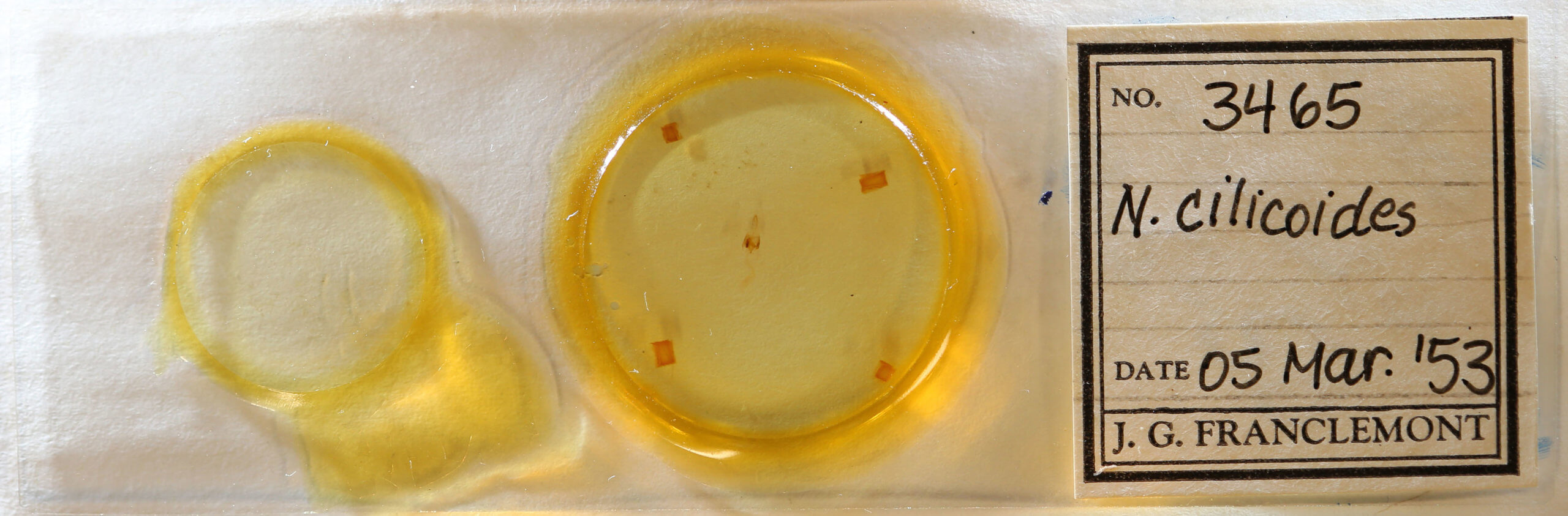 slide view of adult Nola cilicoides