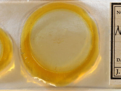 slide view of adult Nola pustulata