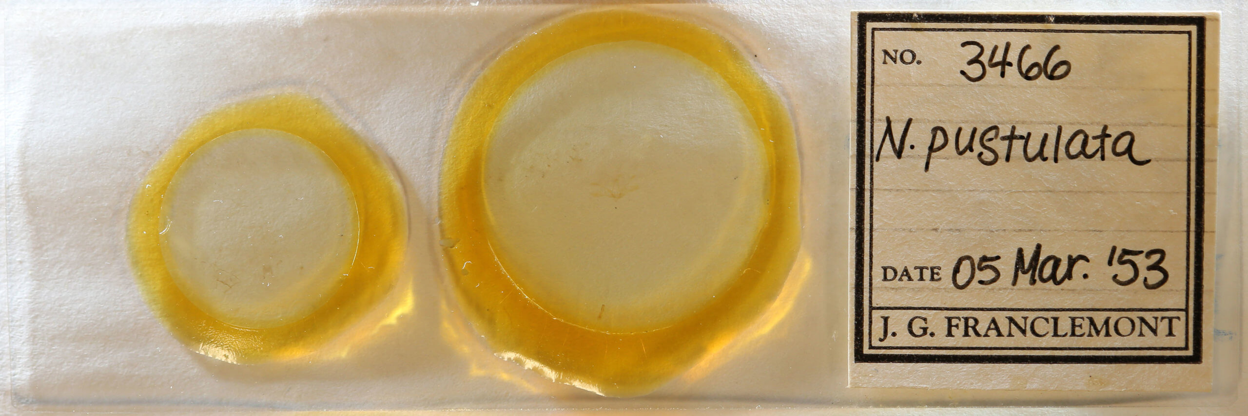 slide view of adult Nola pustulata