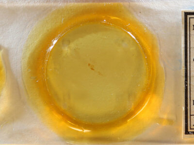 slide view of adult Nola pustulata