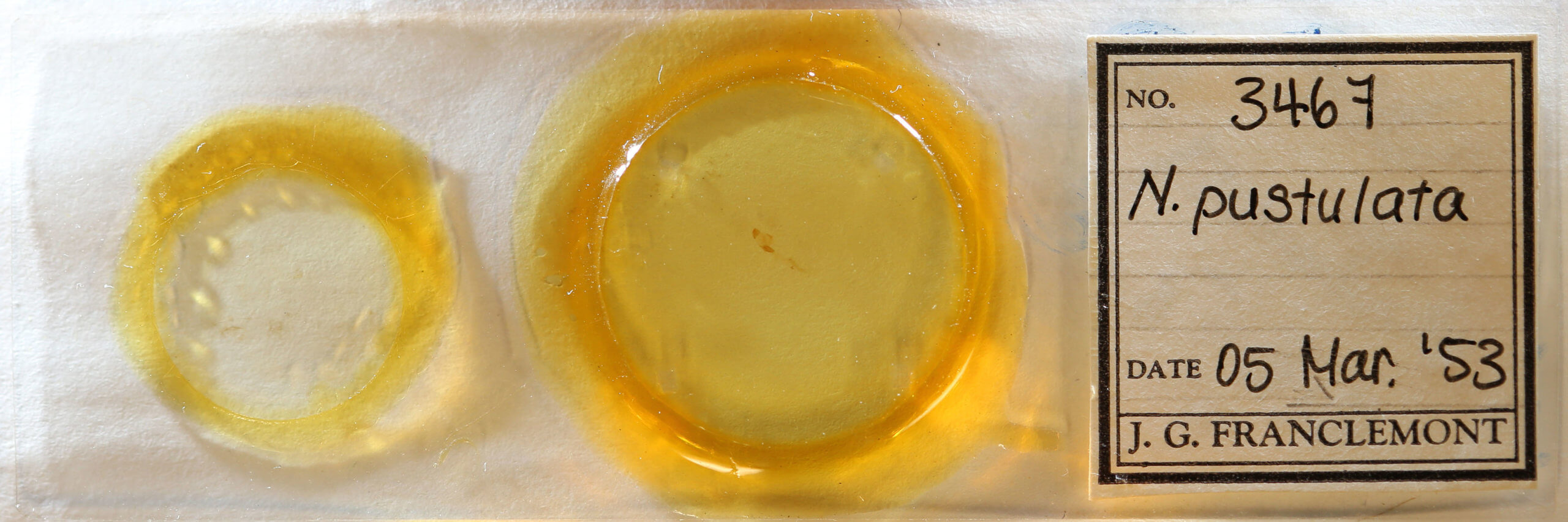 slide view of adult Nola pustulata