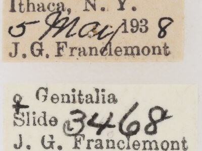 label view of adult Nola triquetrana