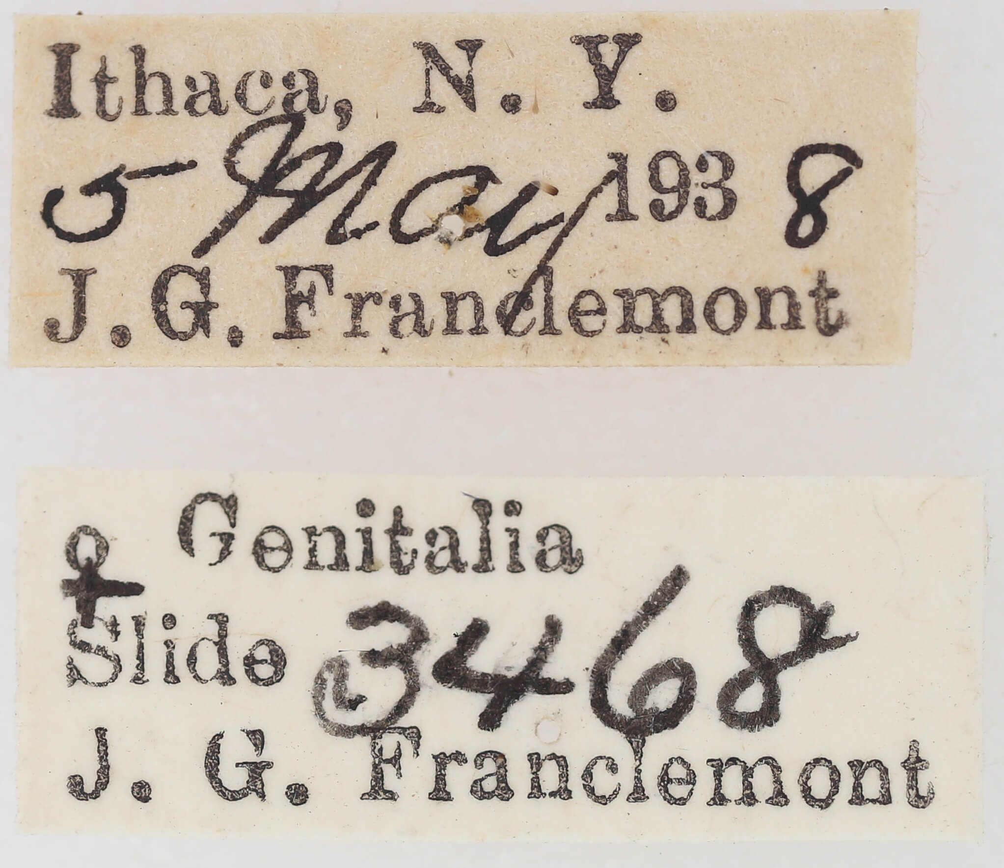 label view of adult Nola triquetrana