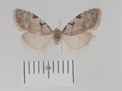 dorsal view of adult Nola triquetrana
