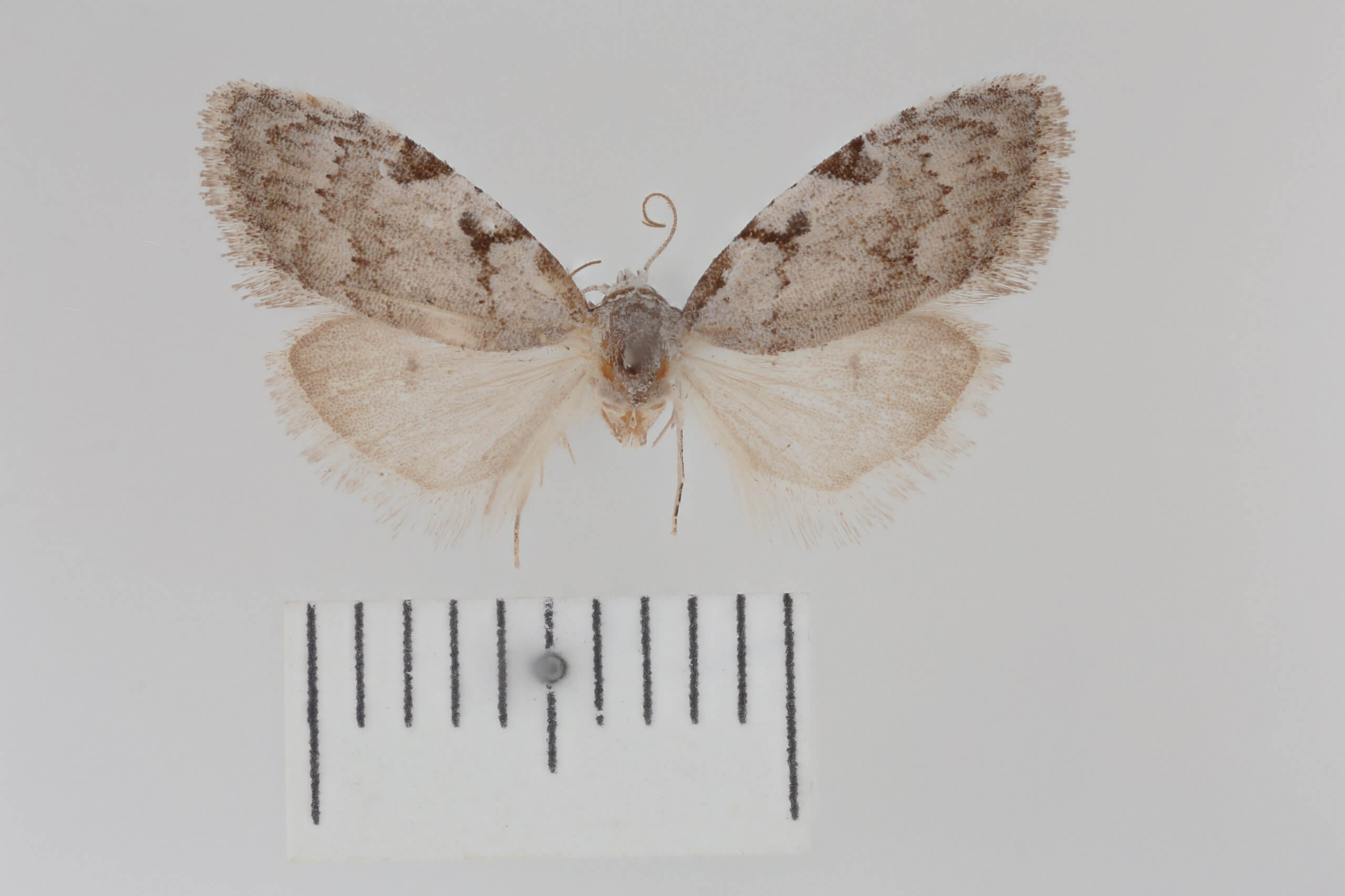 dorsal view of adult Nola triquetrana