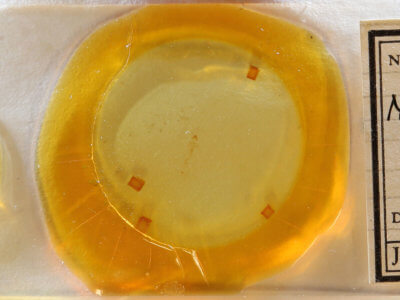 slide view of adult Nola triquetrana