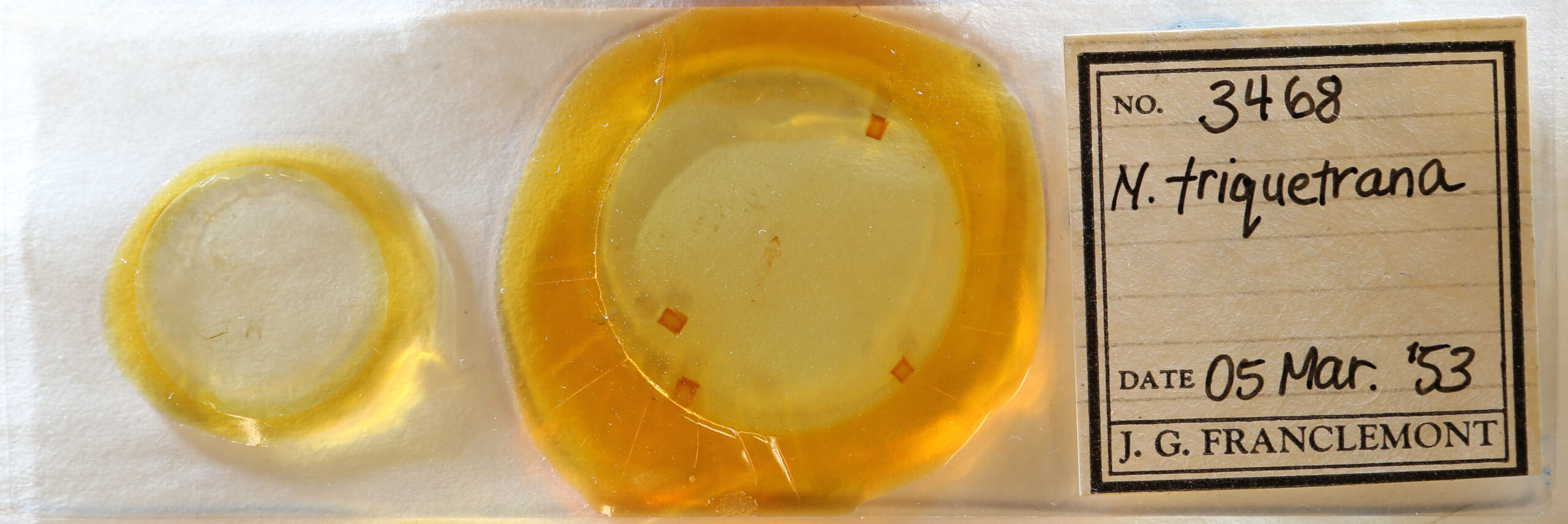 slide view of adult Nola triquetrana