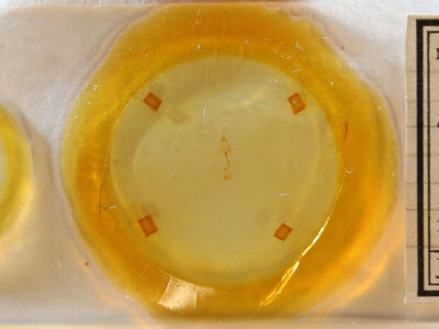 slide view of adult Nola ovilla