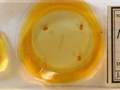 slide view of adult Meganola minuscula