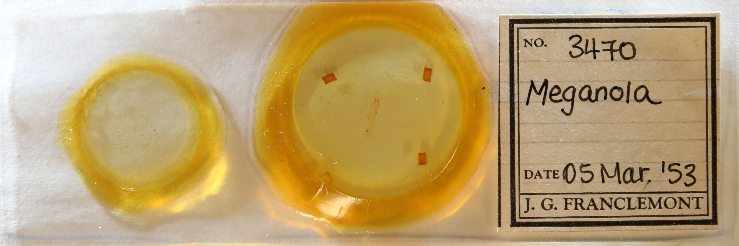 slide view of adult Meganola minuscula