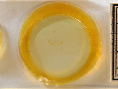 slide view of adult Meganola spodia