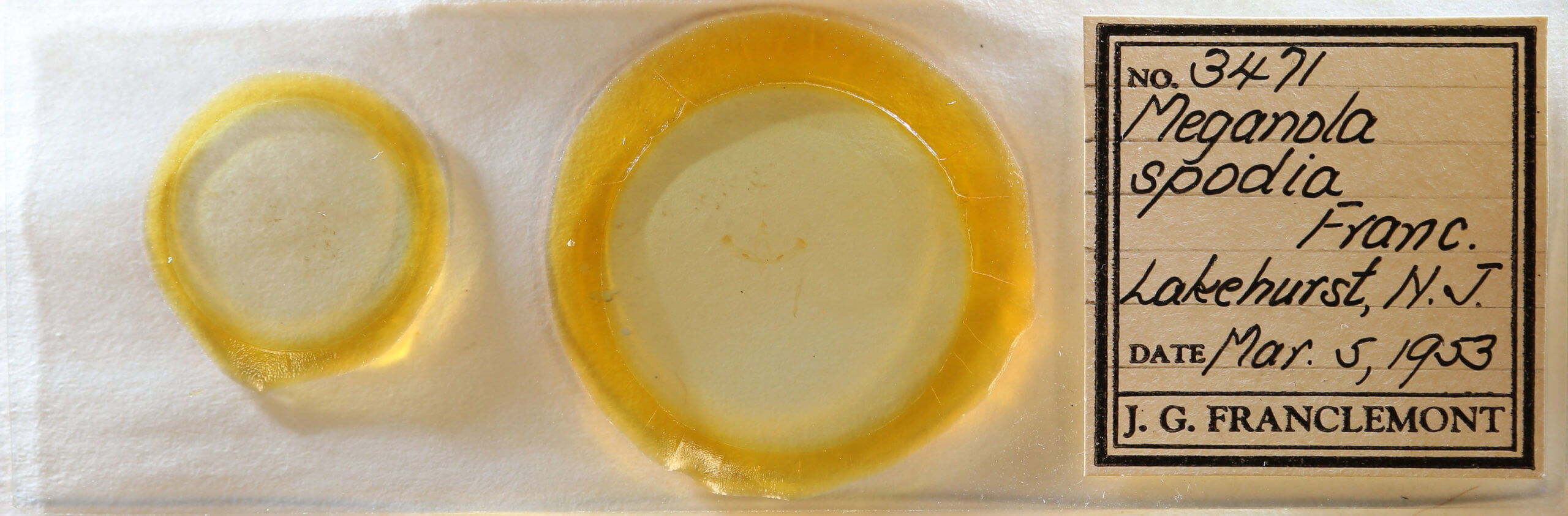 slide view of adult Meganola spodia