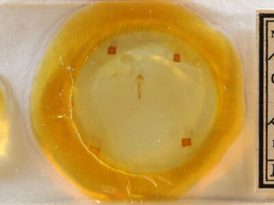 slide view of adult Meganola spodia