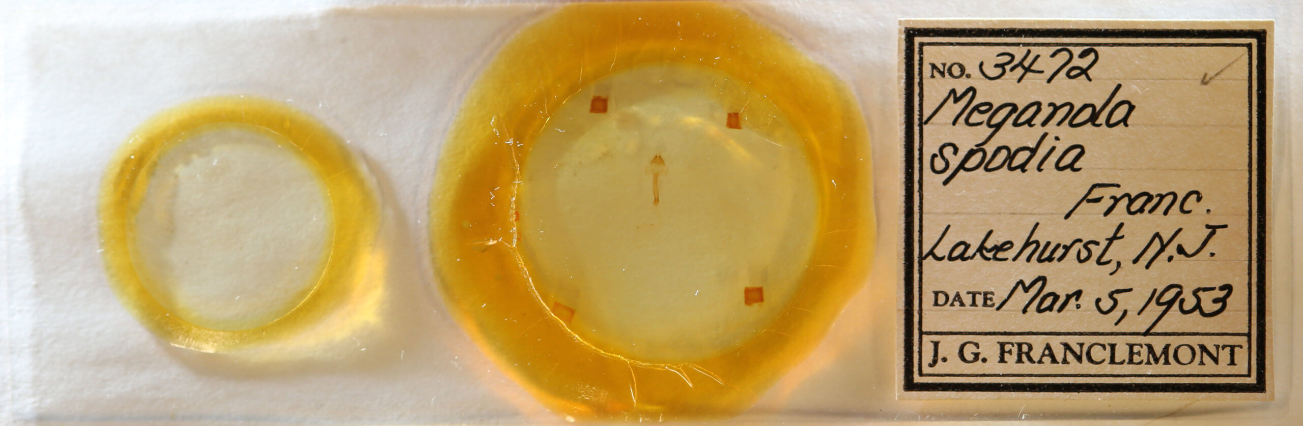 slide view of adult Meganola spodia