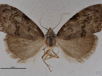 dorsal view of adult Meganola spodia