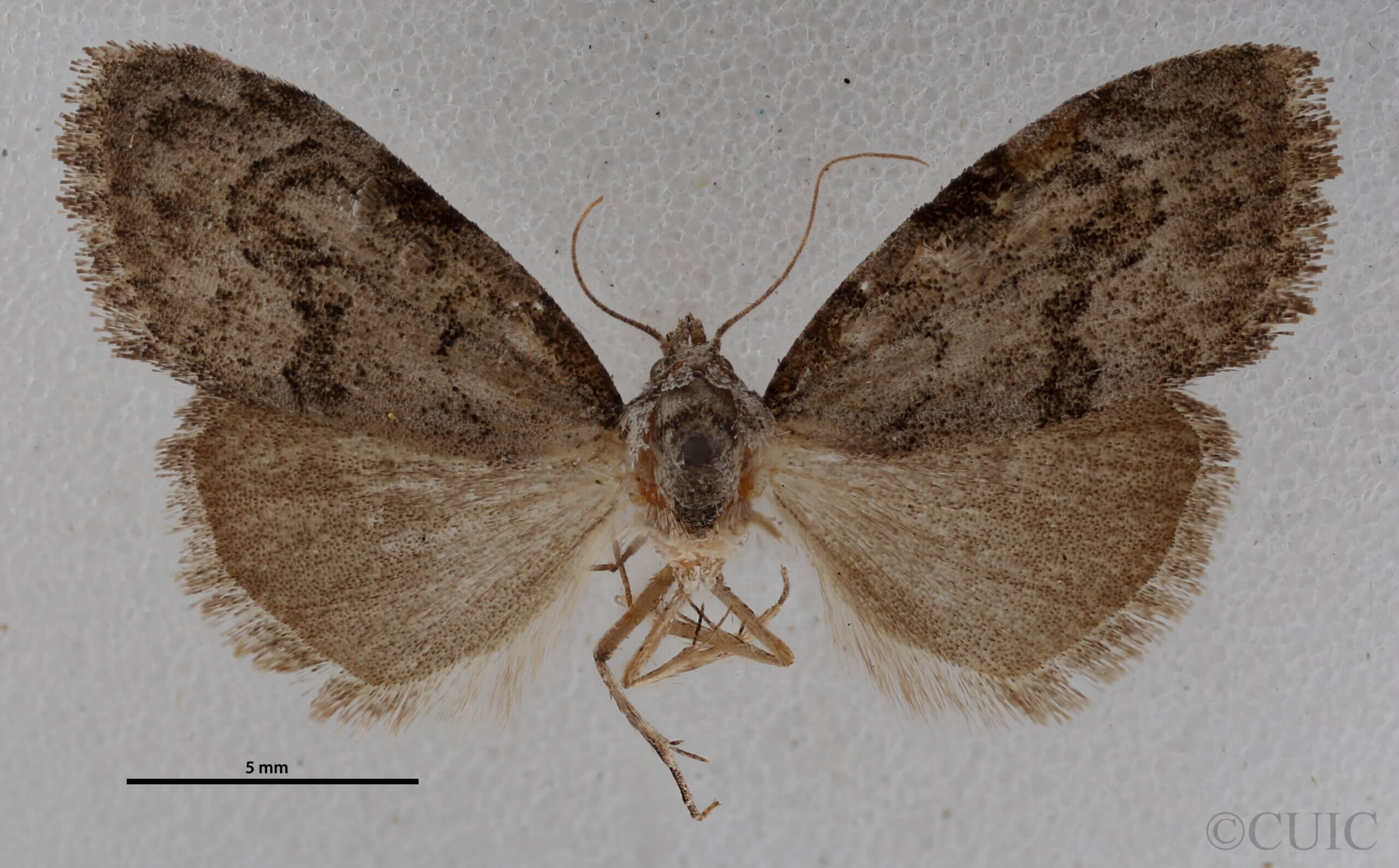 dorsal view of adult Meganola spodia