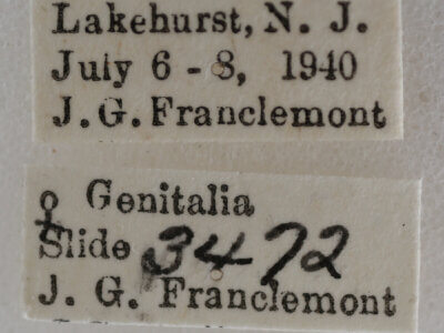 label view of adult Meganola spodia