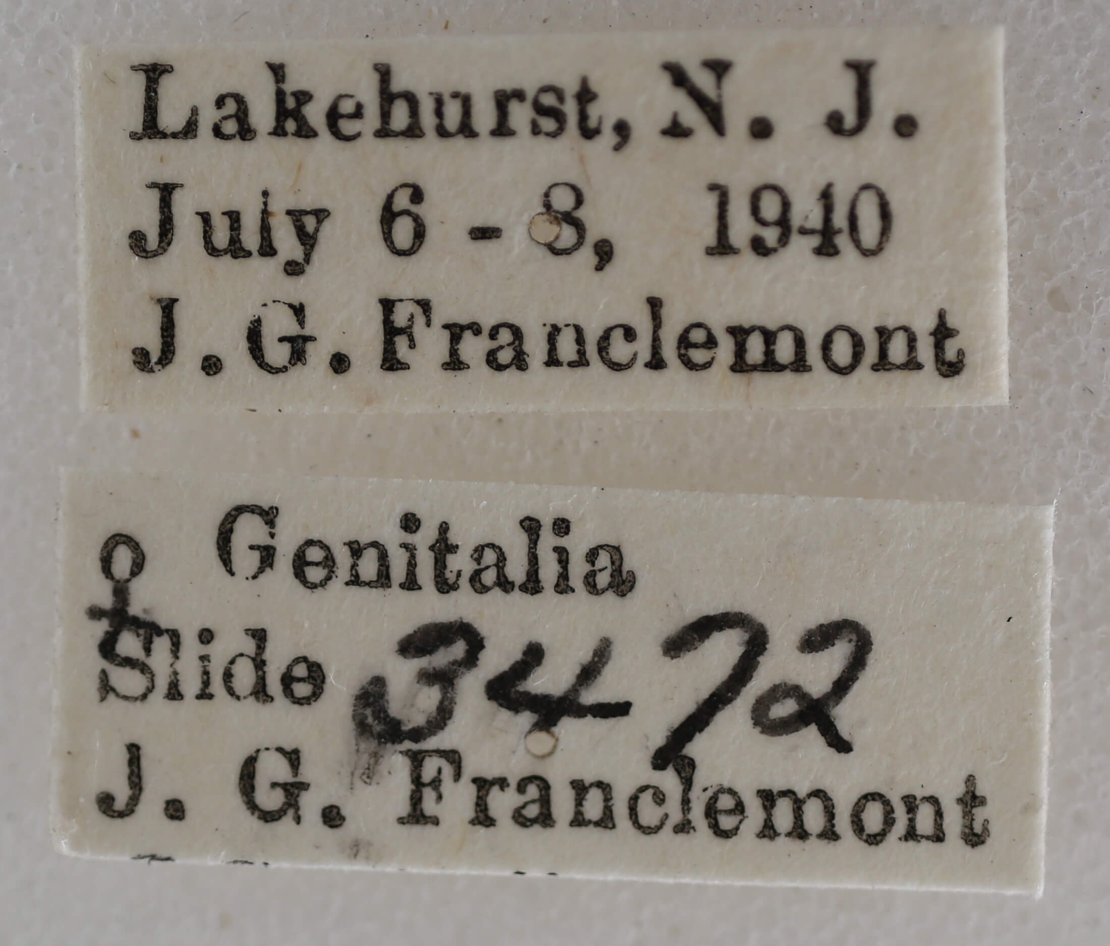 label view of adult Meganola spodia