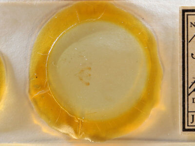 slide view of adult Meganola spodia