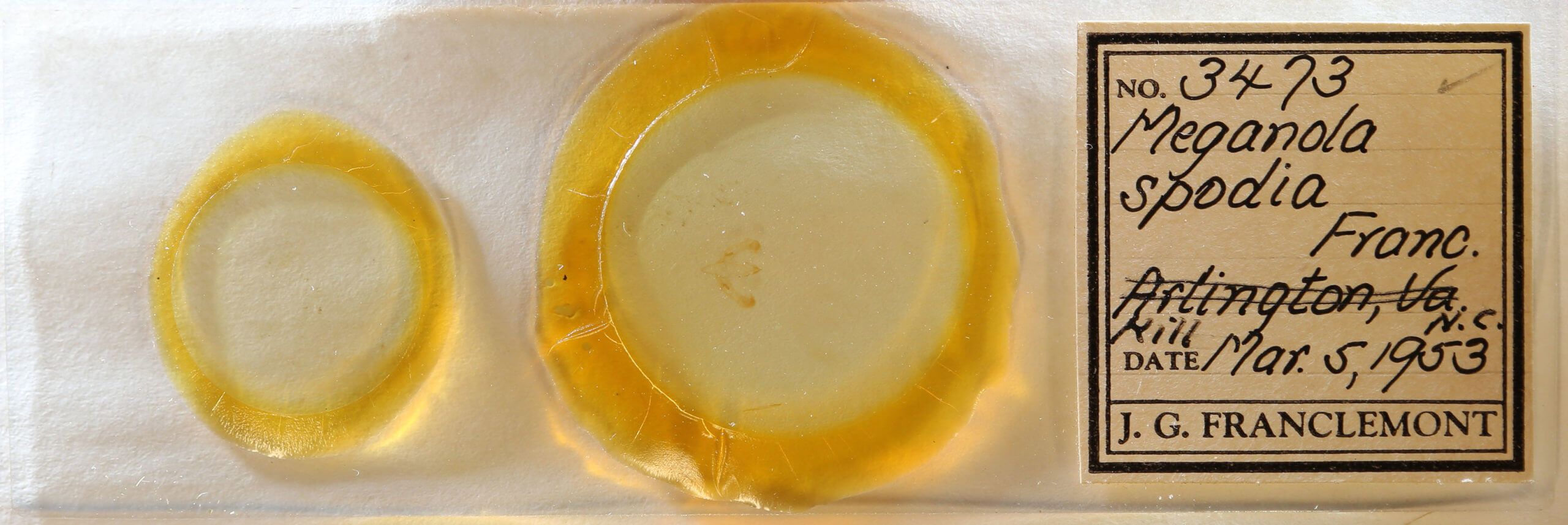 slide view of adult Meganola spodia