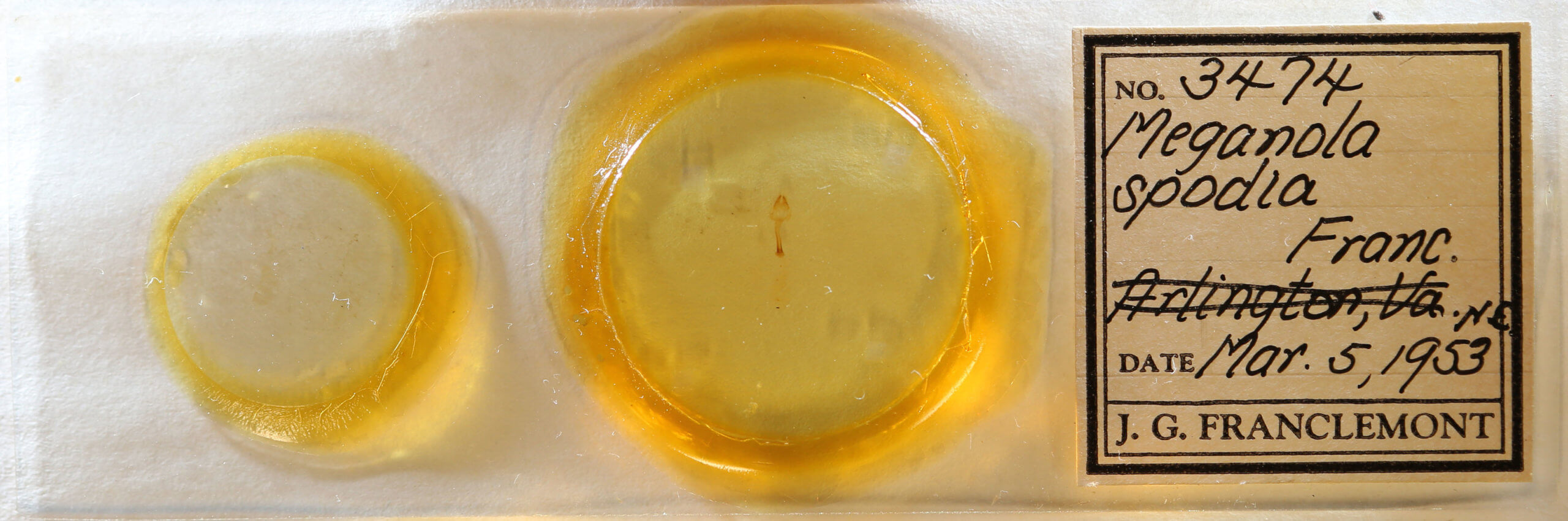 slide view of adult Meganola spodia