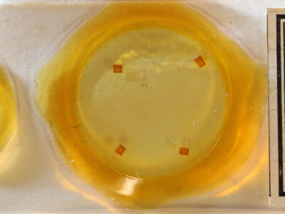 slide view of adult Nola cereella