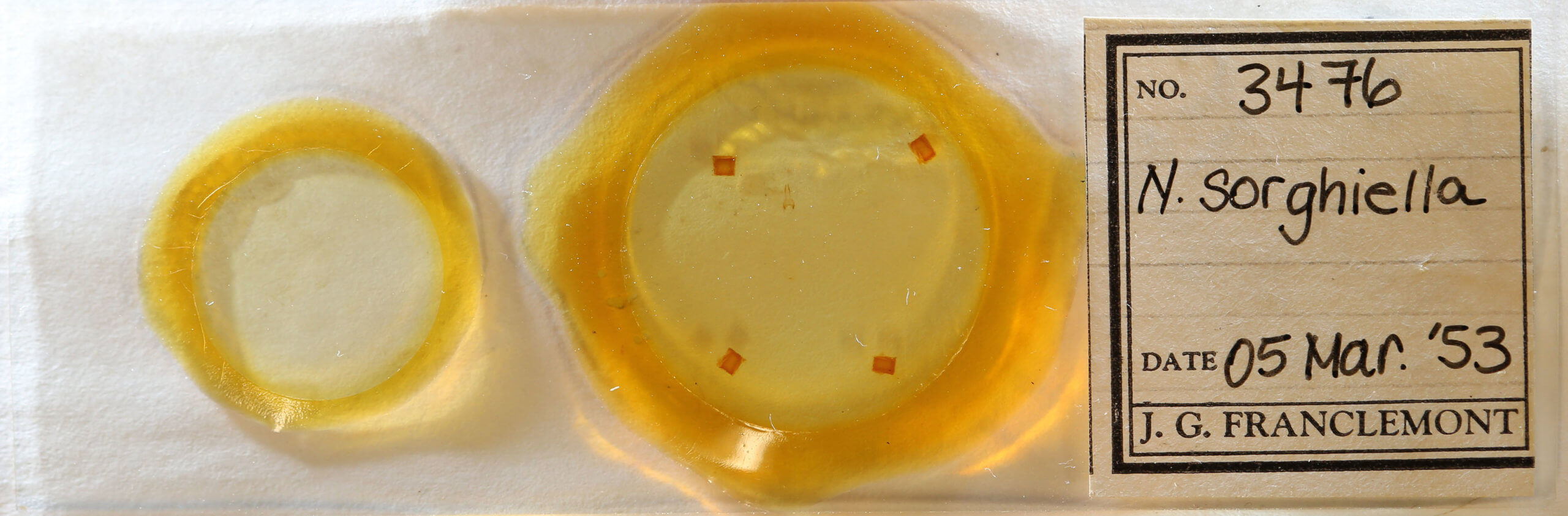 slide view of adult Nola cereella