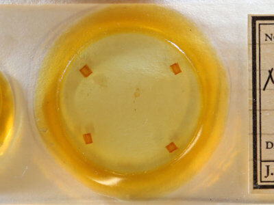 slide view of adult Nola clethrae