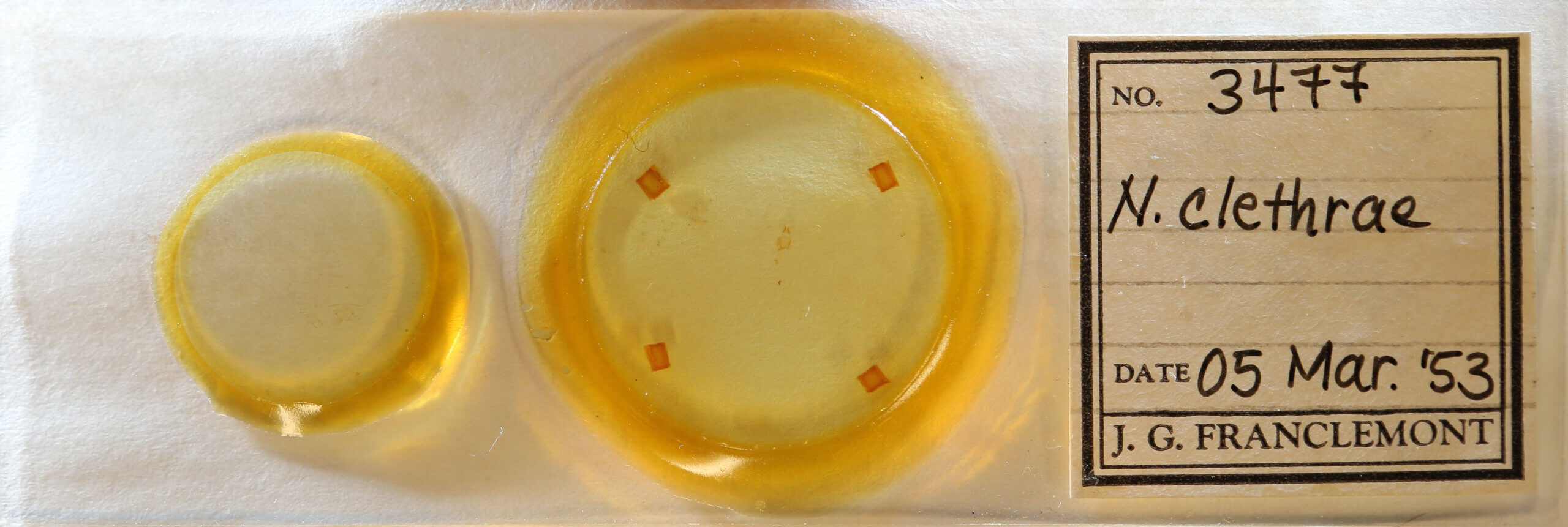 slide view of adult Nola clethrae