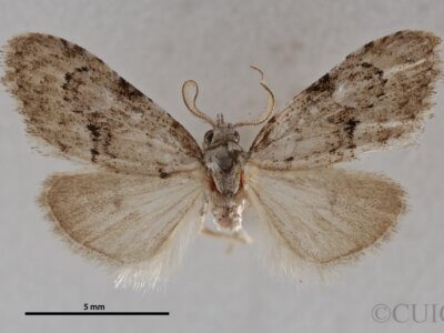 dorsal view of adult Meganola minuscula