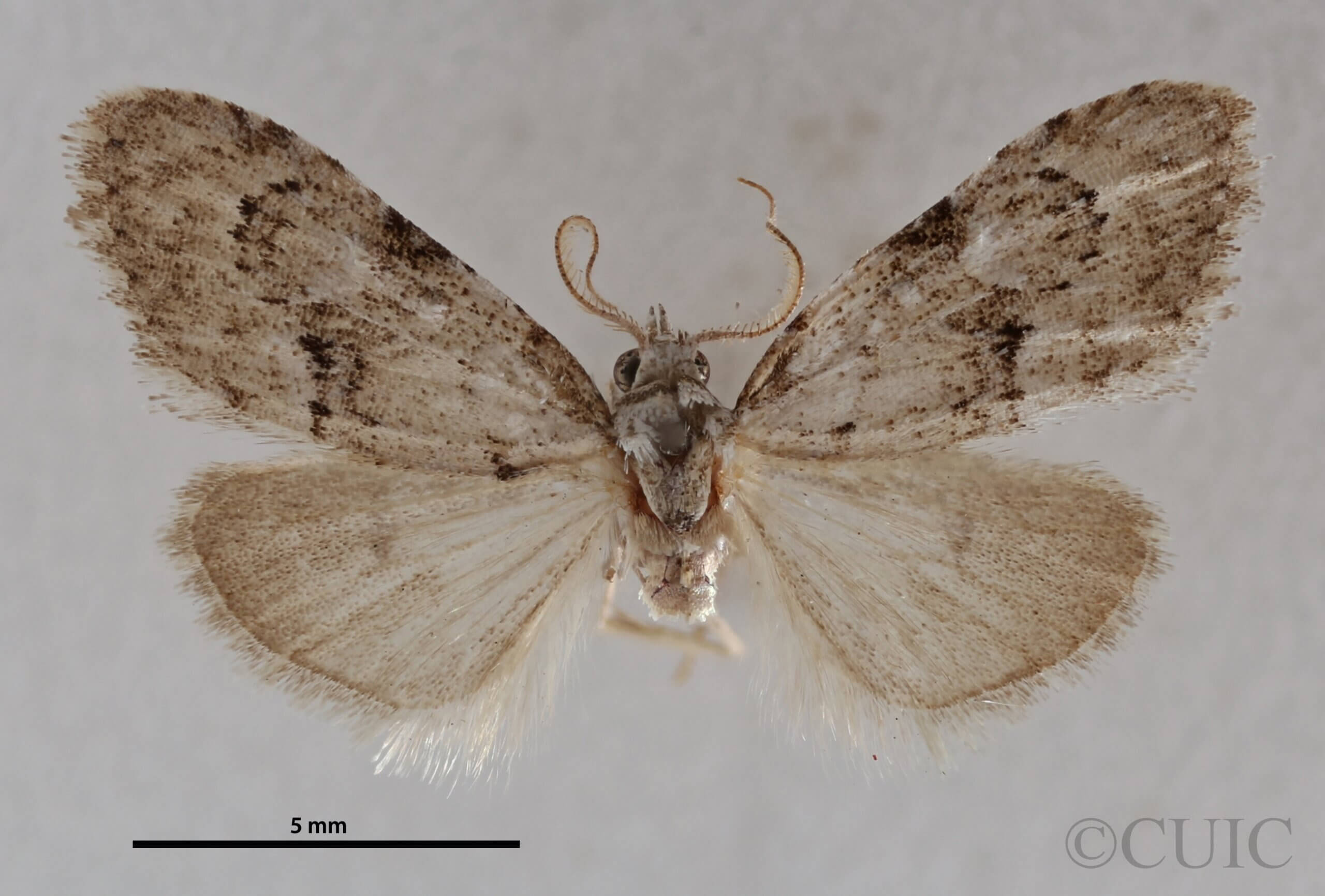 dorsal view of adult Meganola minuscula