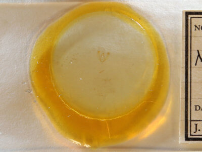 slide view of adult Meganola minuscula