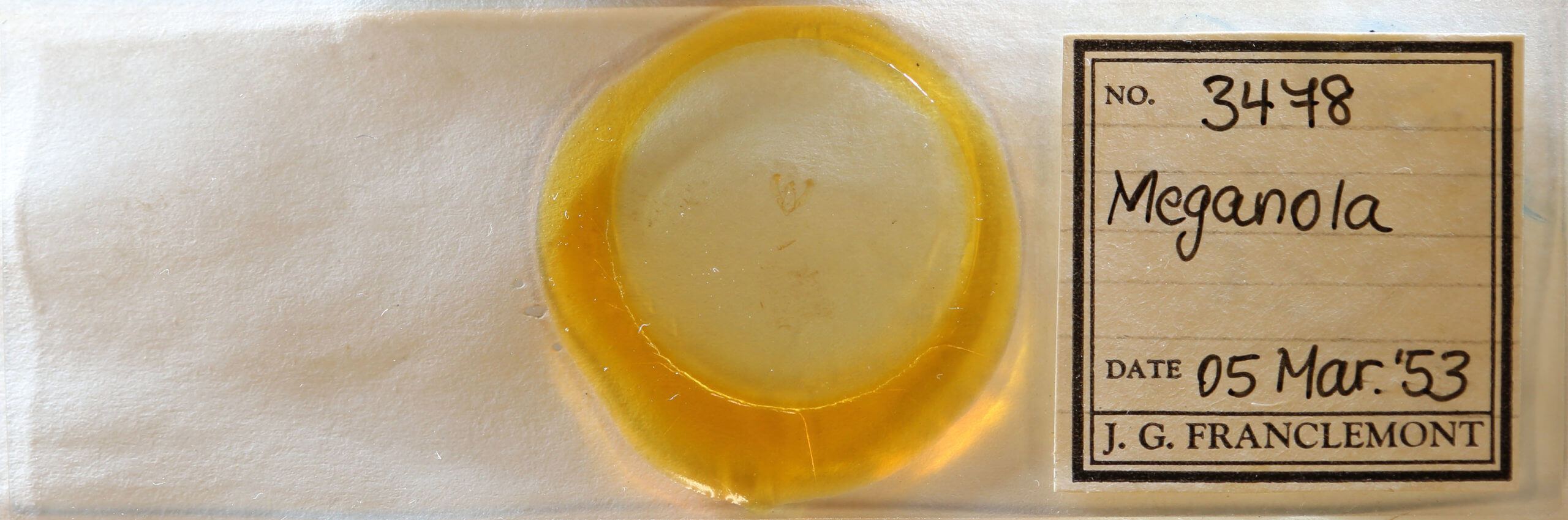 slide view of adult Meganola minuscula