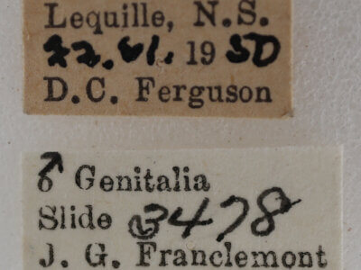 label view of adult Meganola minuscula