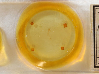 slide view of adult Meganola minuscula